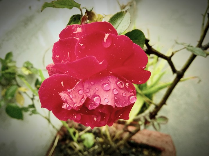 roses