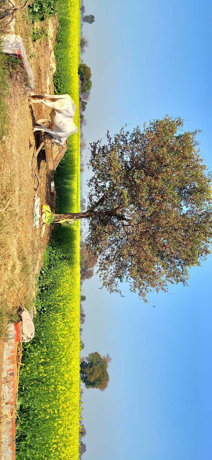 Farmar Life
