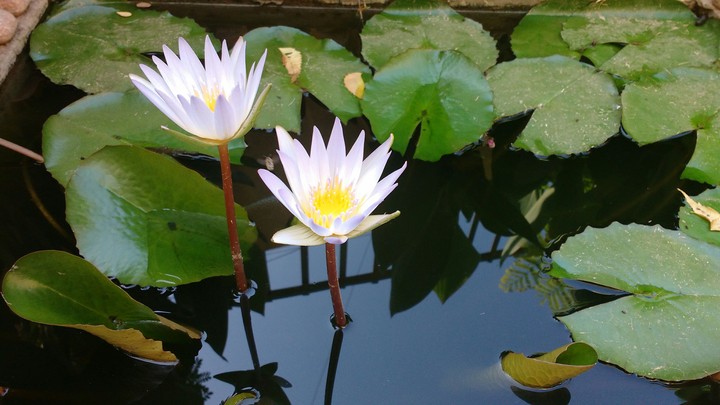 Lotus Flower