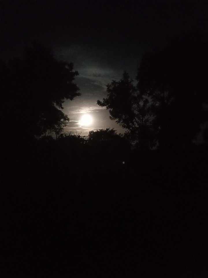 Night Beauty