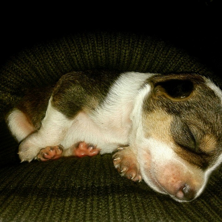 Kyra Baby dog