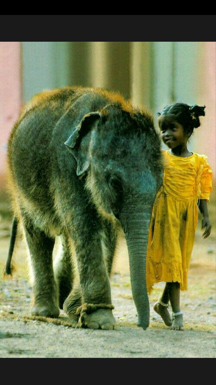 animals