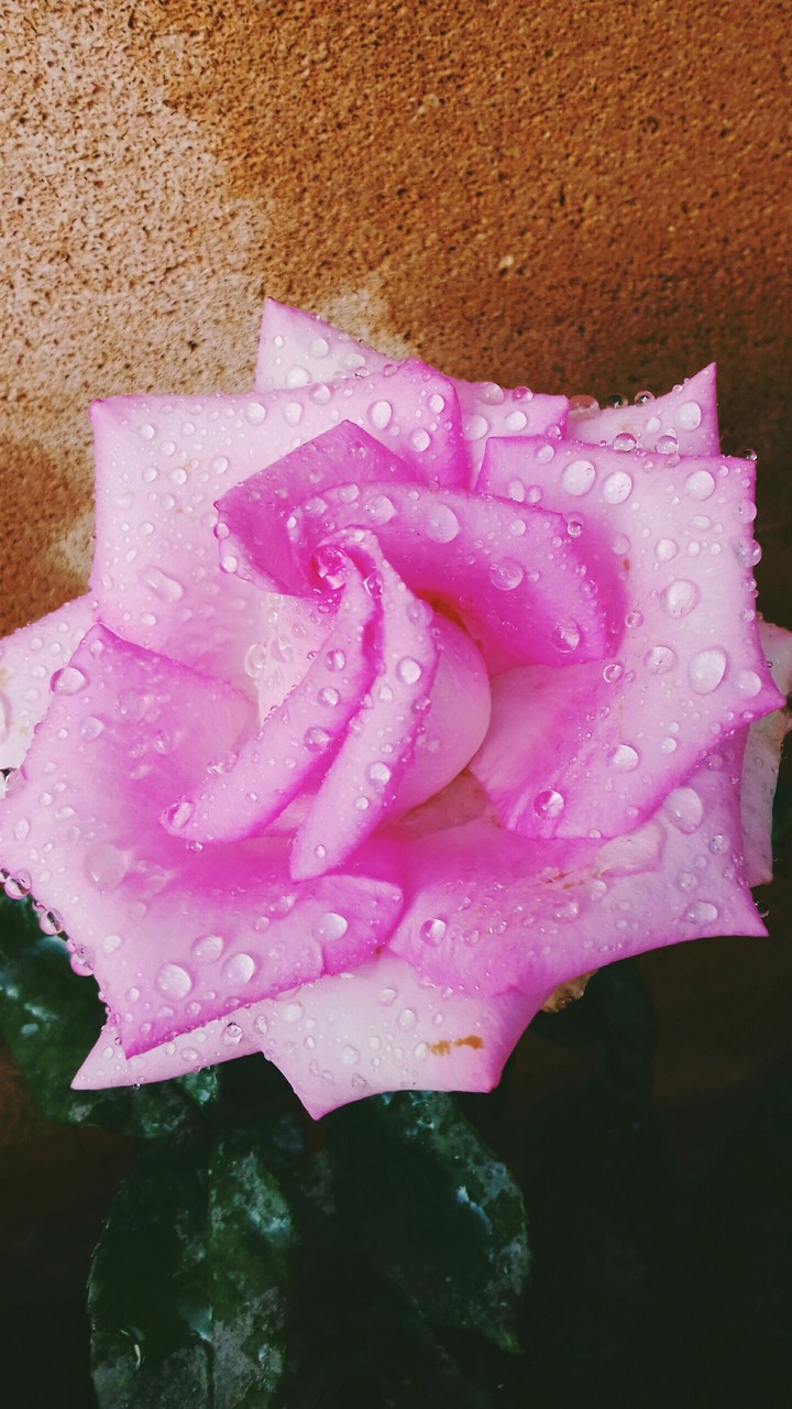 Beautiful rose after rain