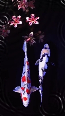Pretty carp LIVE