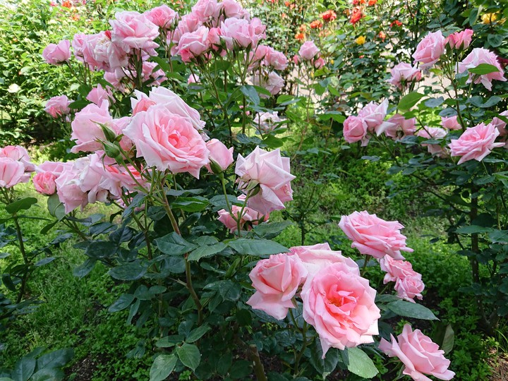 rose garden2