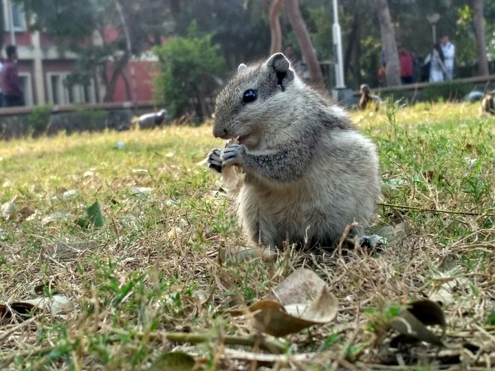 the squirrel on waiting....!!!!