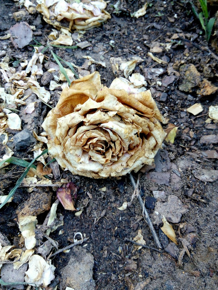 роза