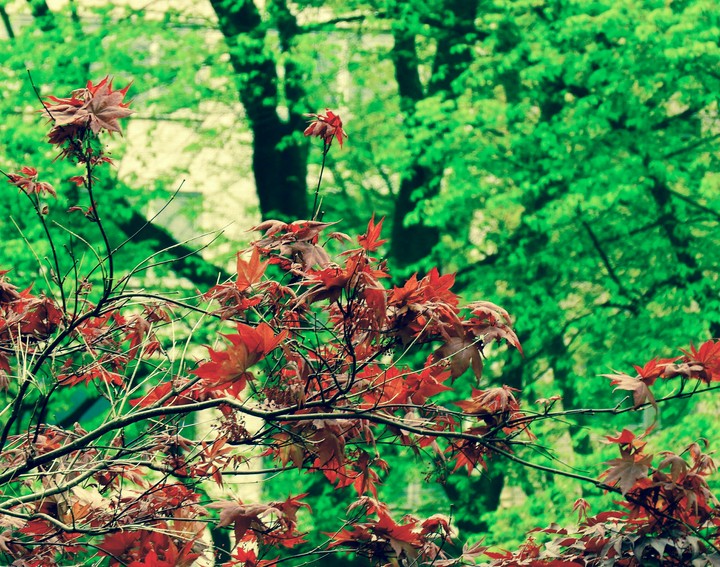 Central park 