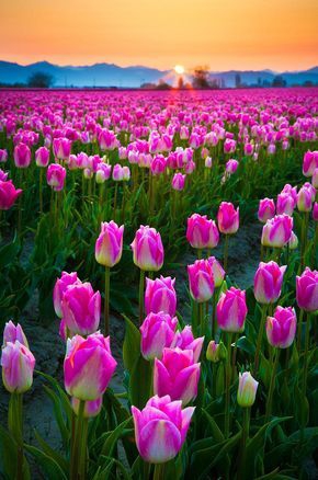 Space of tulips.