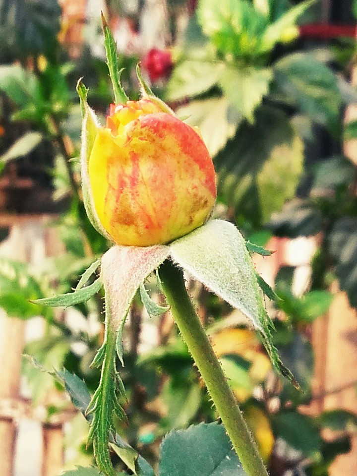 Flower