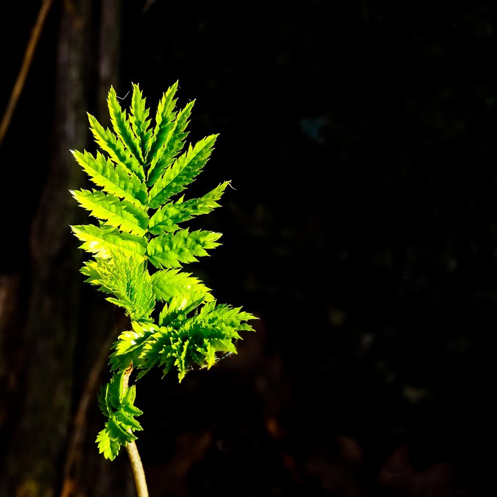 Green Leaf