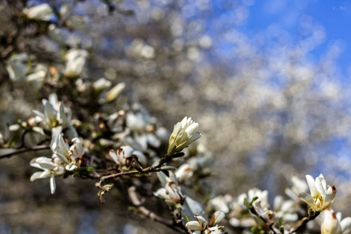 Whit blossom