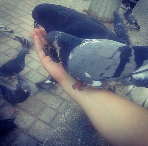 bird. .