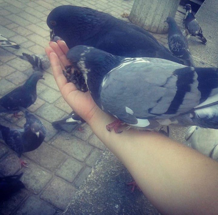 bird. .