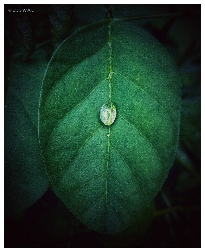 leaf