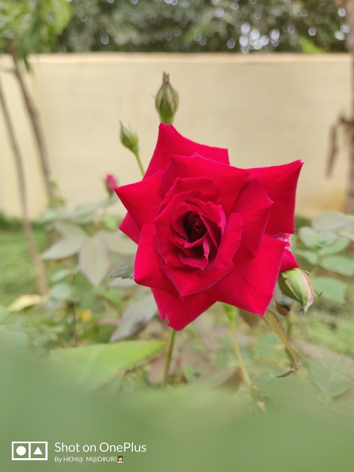"Purest Pleasure "- "Gardening" !