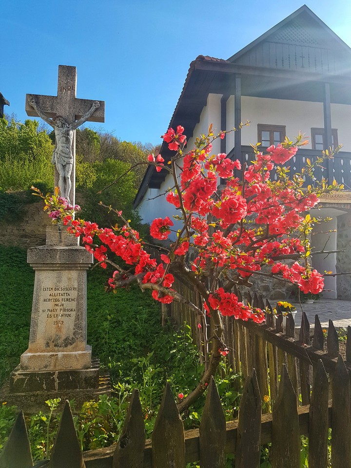 rózsafa szépség