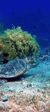 Морской мир.