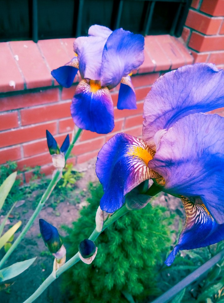 flowers