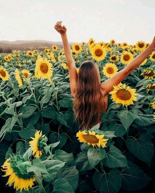 campos de girassol liberdade