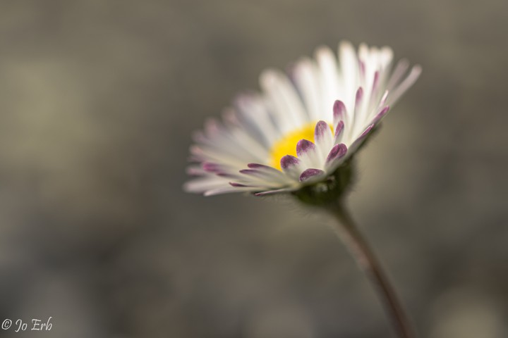 Gänseblume