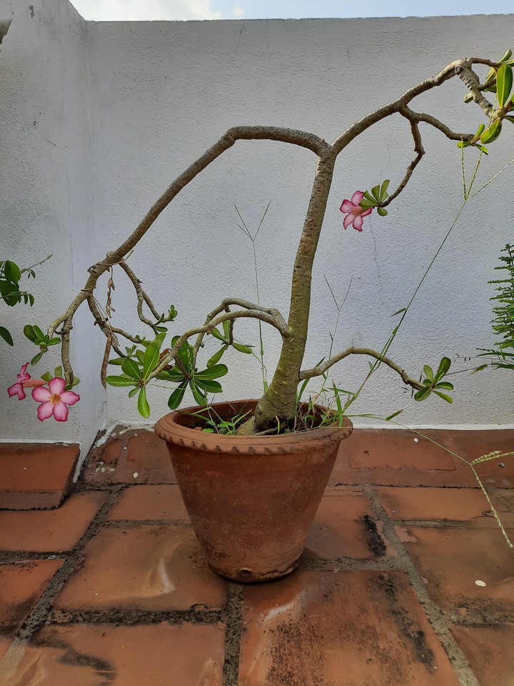 Flower