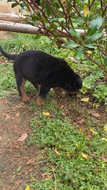 my cute puppy Daniel