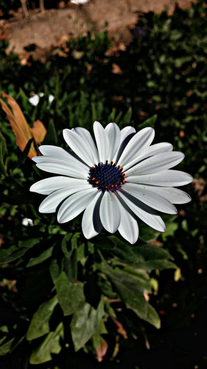 nice flower