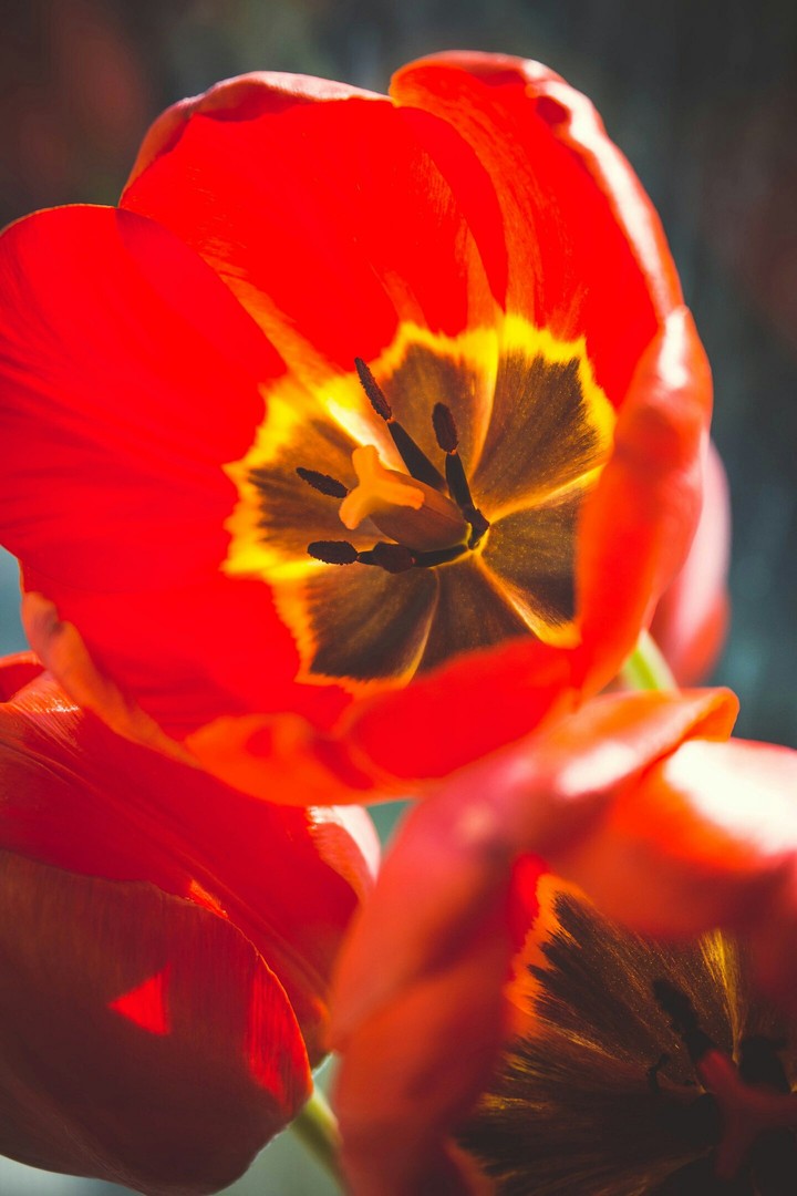 Tulip