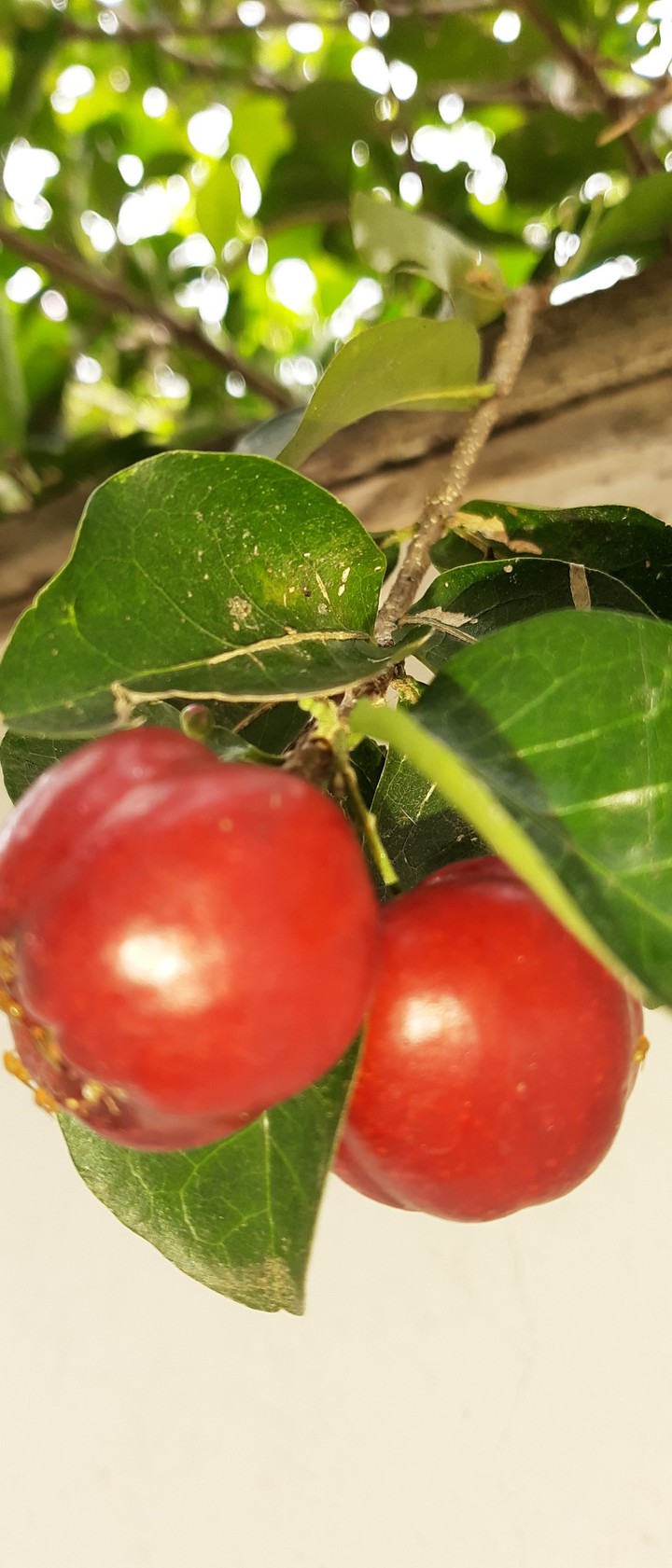 Fruit