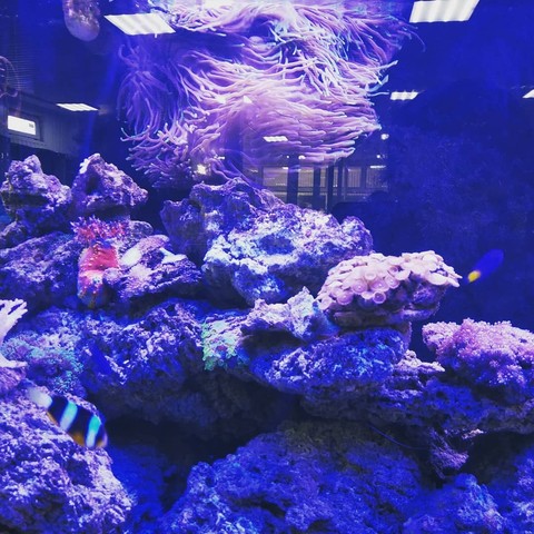 blue, coral Hintergrundbilder