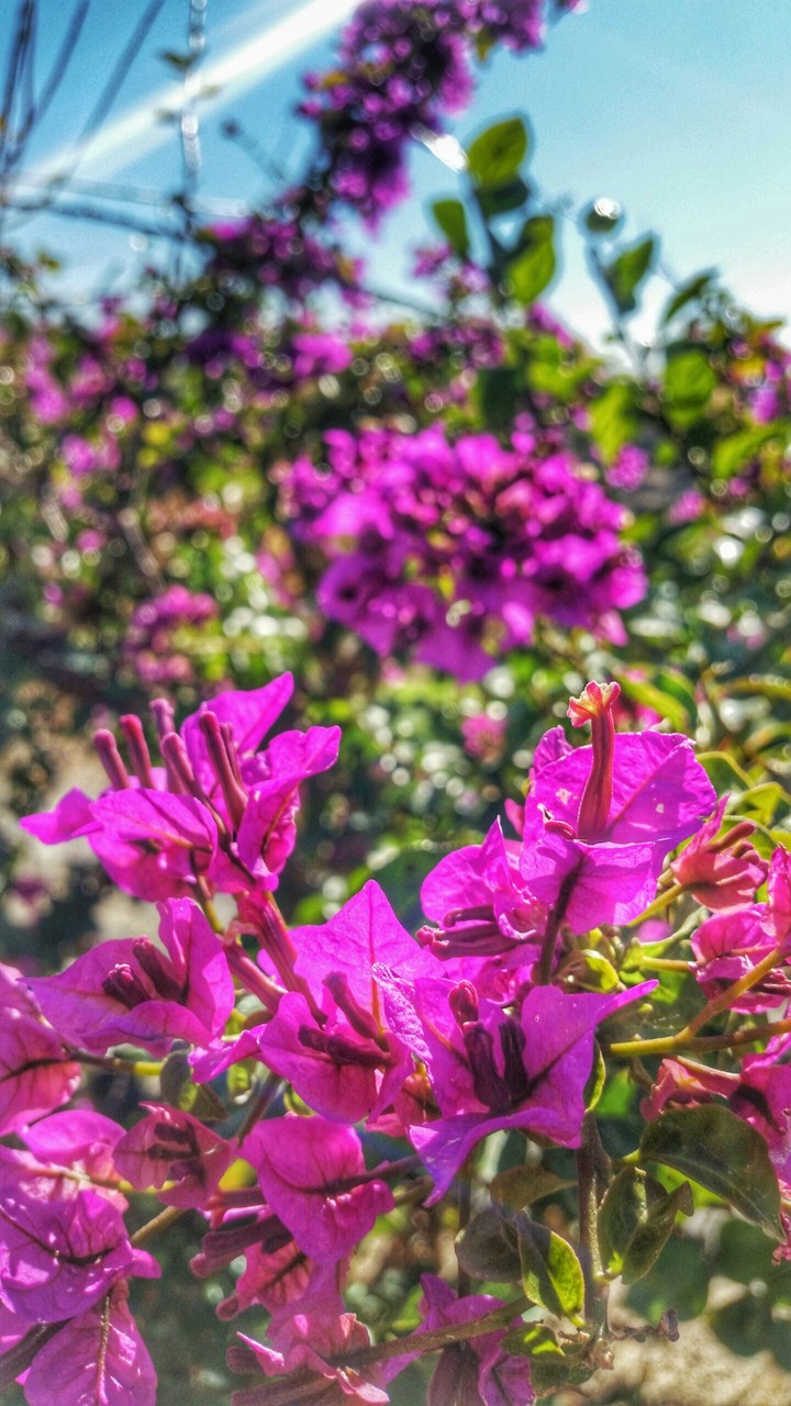 Plant