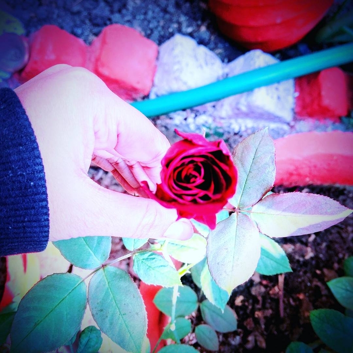 rose