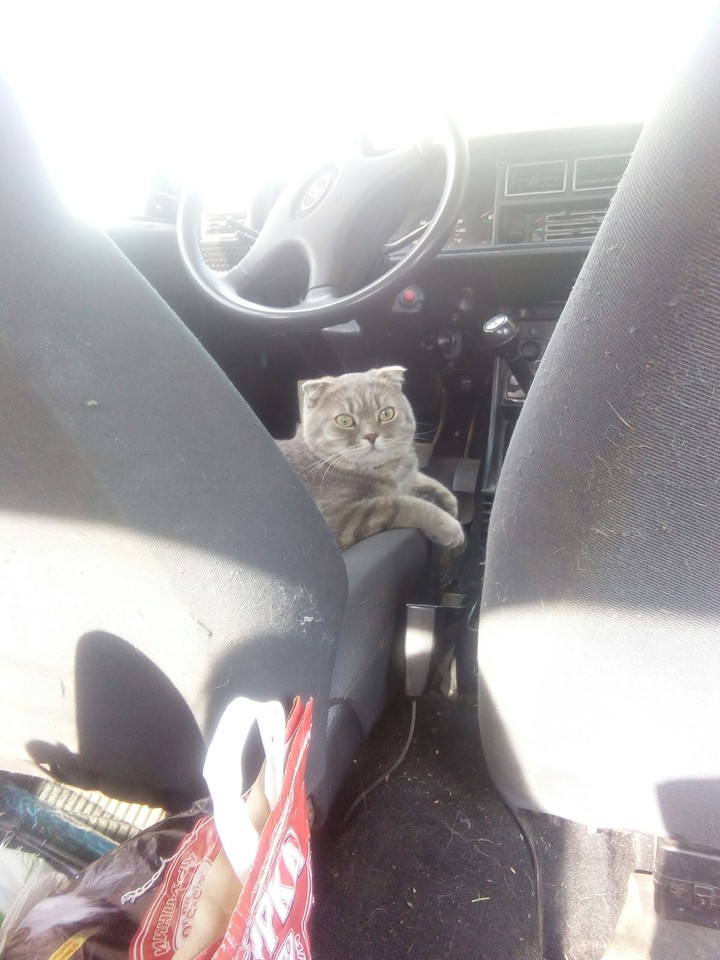 кот