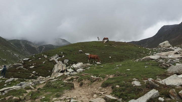 Horses