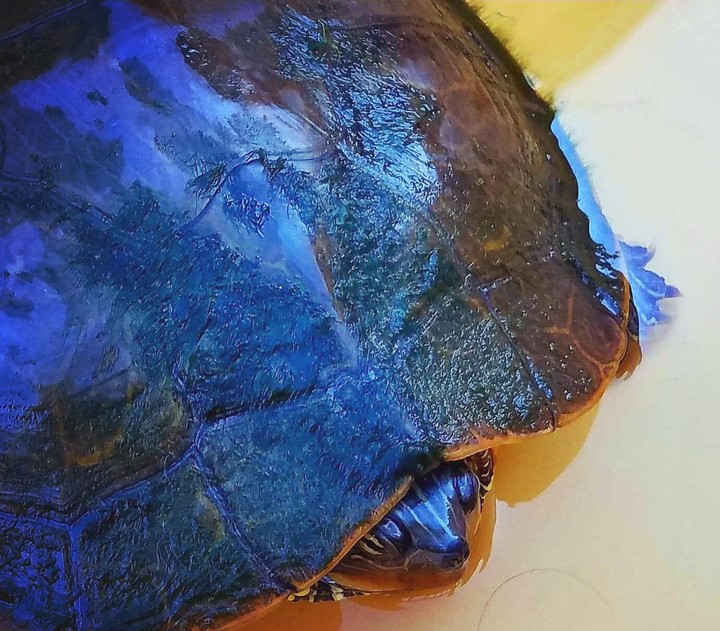 turtle