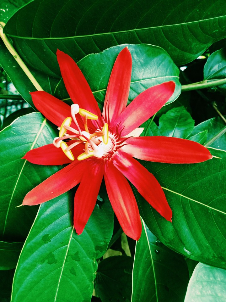 Red flower