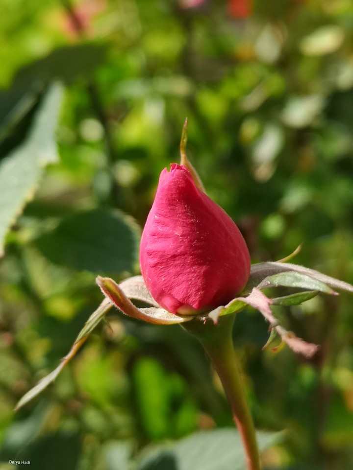 Red rose ?