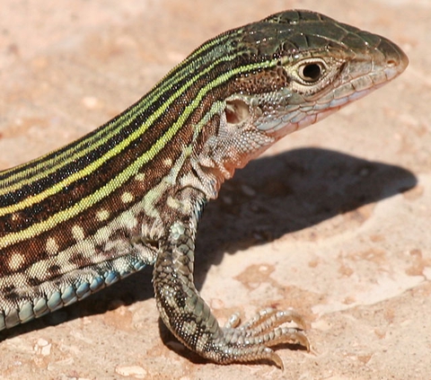 fondos de pantalla vertebrate, lacerta