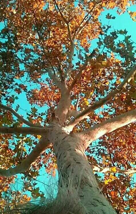 plane tree