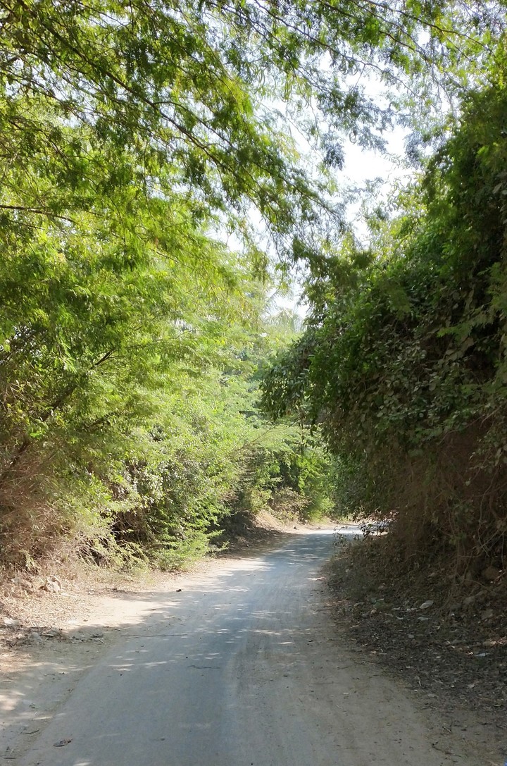 nature