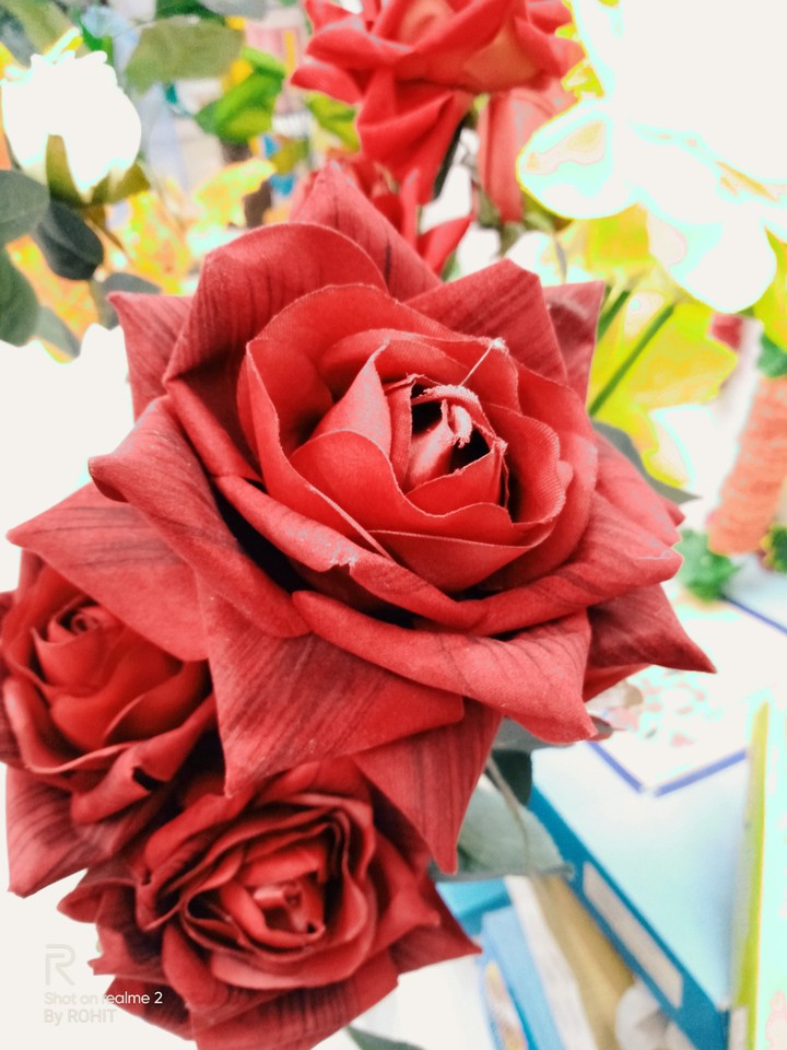 red rose