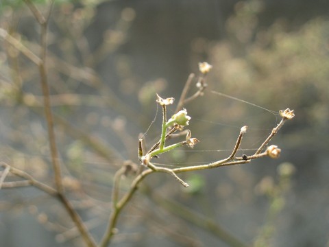 Kind of plant