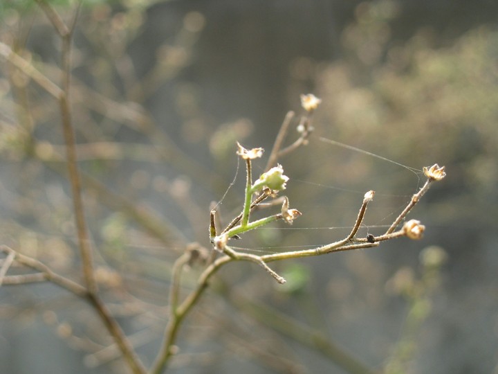 Kind of plant
