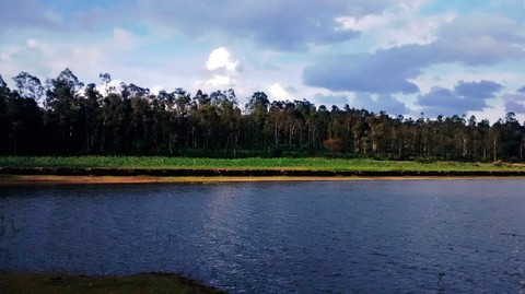 #laguna #trees #water #green #lagoon #lake