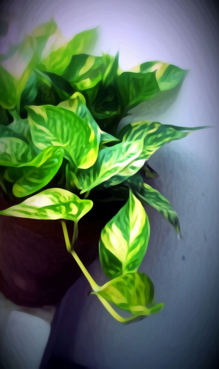 green leaf
