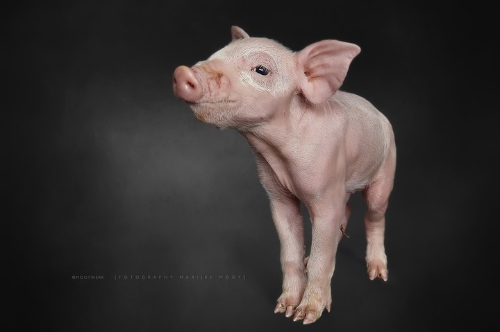 Cute pig