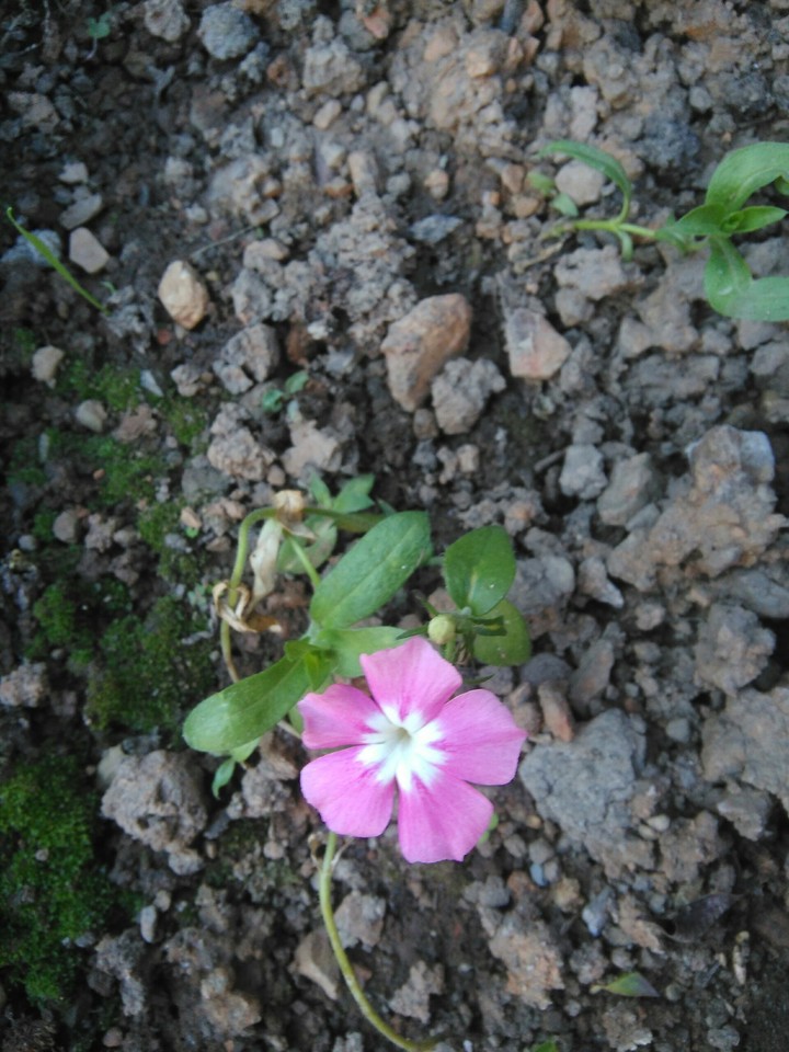 small