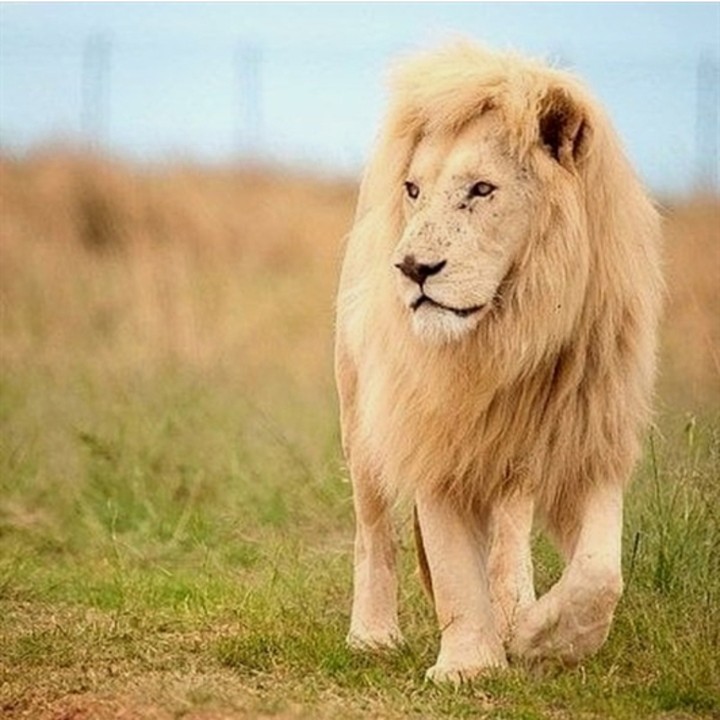 lion's kingdom