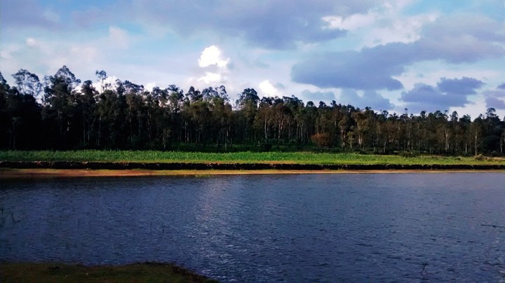 #laguna #trees #water #green #lagoon #lake